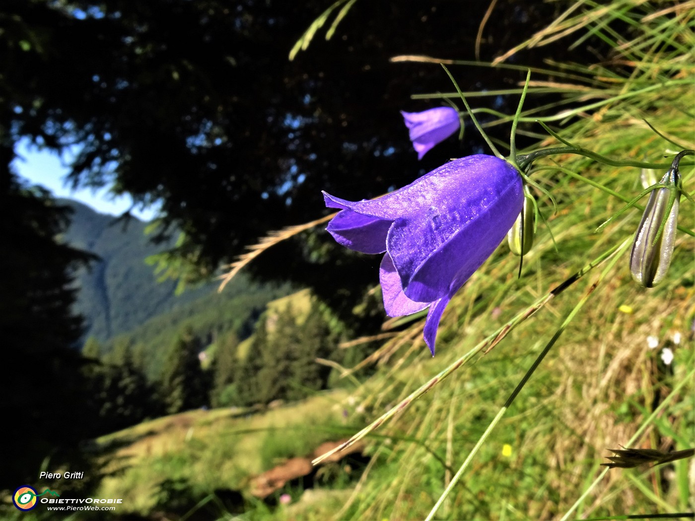 10 Campanula rotundifolia (Campanula soldanella).JPG